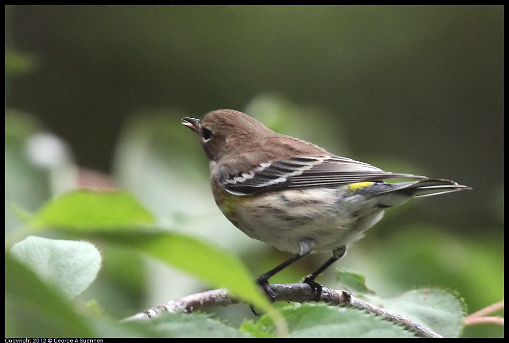 1020-093852-03.jpg - Yellow-rumped Warbler