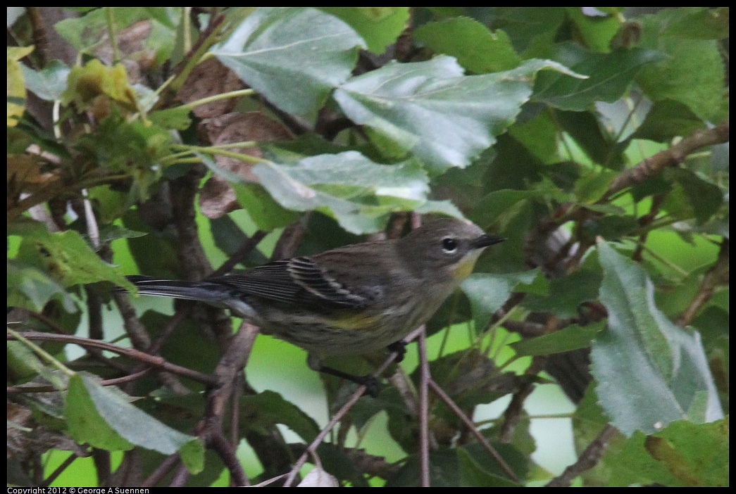 1020-093936-03.jpg - Yellow-rumped Warbler