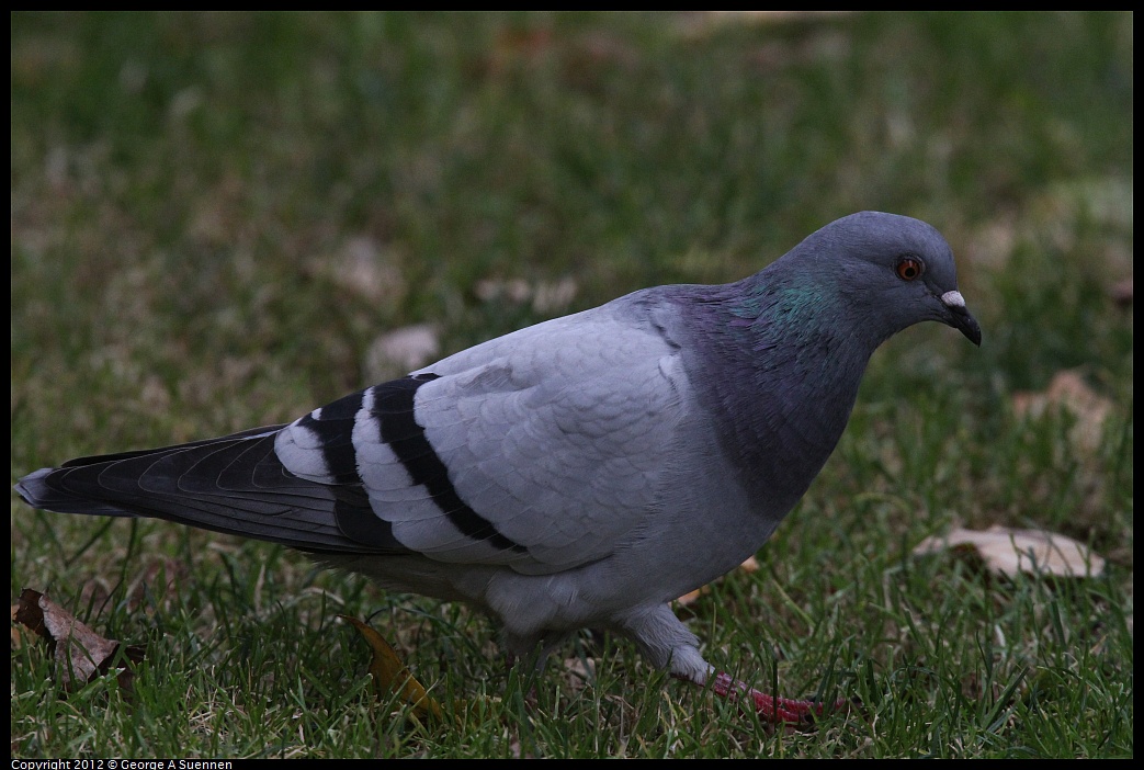 1020-094023-02.jpg - Rock Pigeon