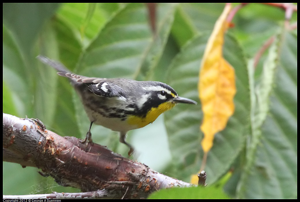 1020-094034-01.jpg - Yellow-throated Warbler