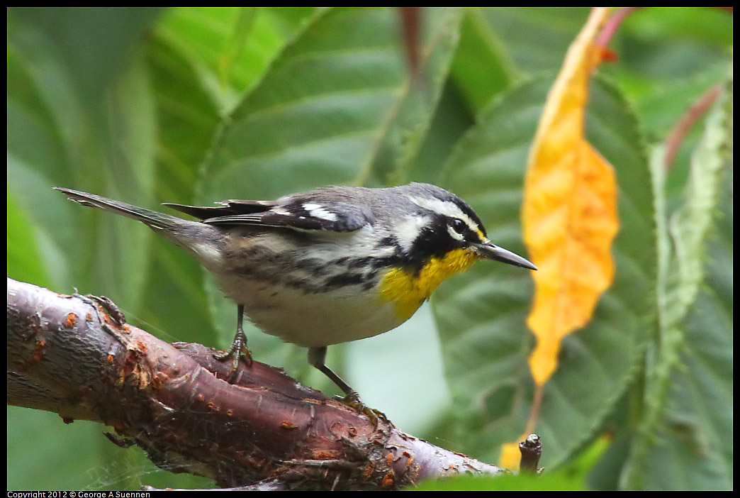 1020-094034-04.jpg - Yellow-throated Warbler