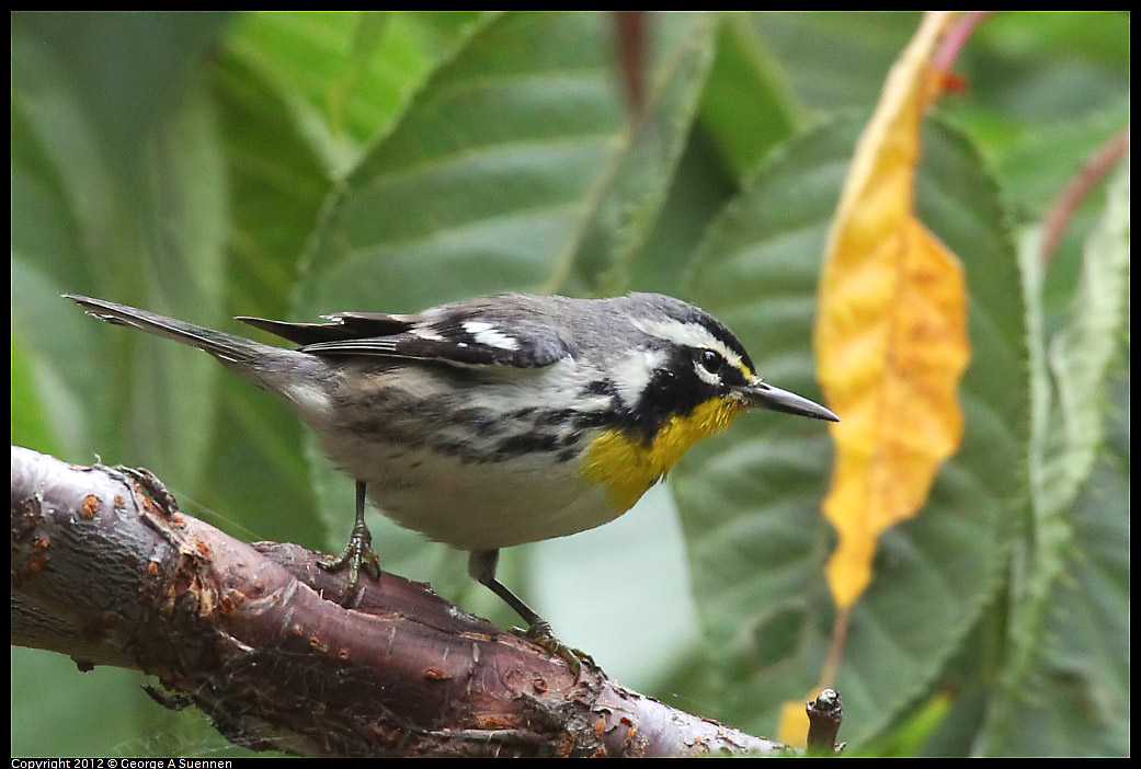 1020-094034-05.jpg - Yellow-throated Warbler