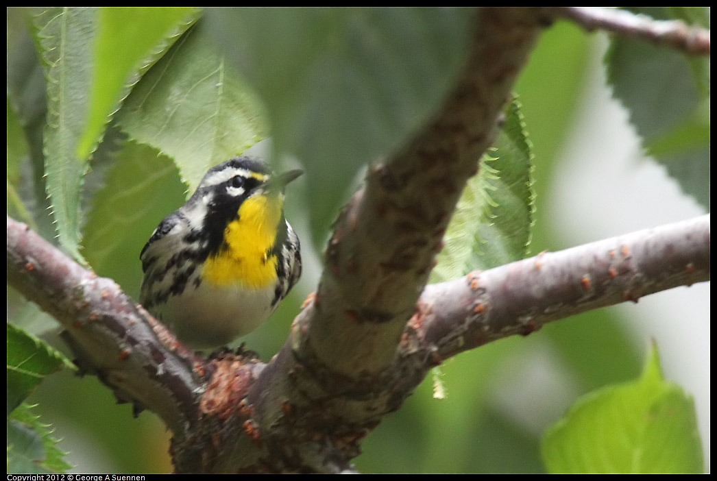 1020-094056-01.jpg - Yellow-throated Warbler