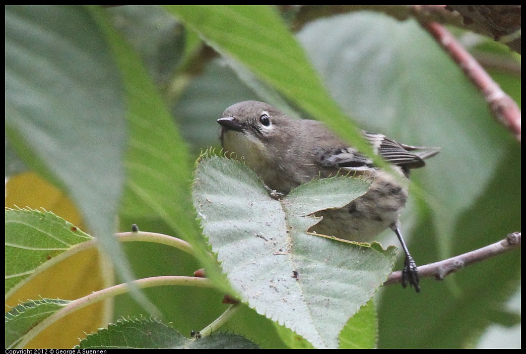 1020-094110-03.jpg - Yellow-rumped Warbler