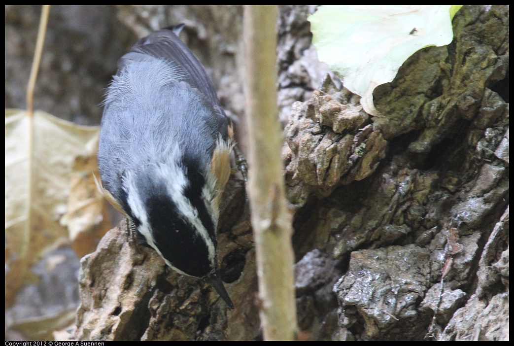 1020-094144-01.jpg - Red-breasted Nuthatch