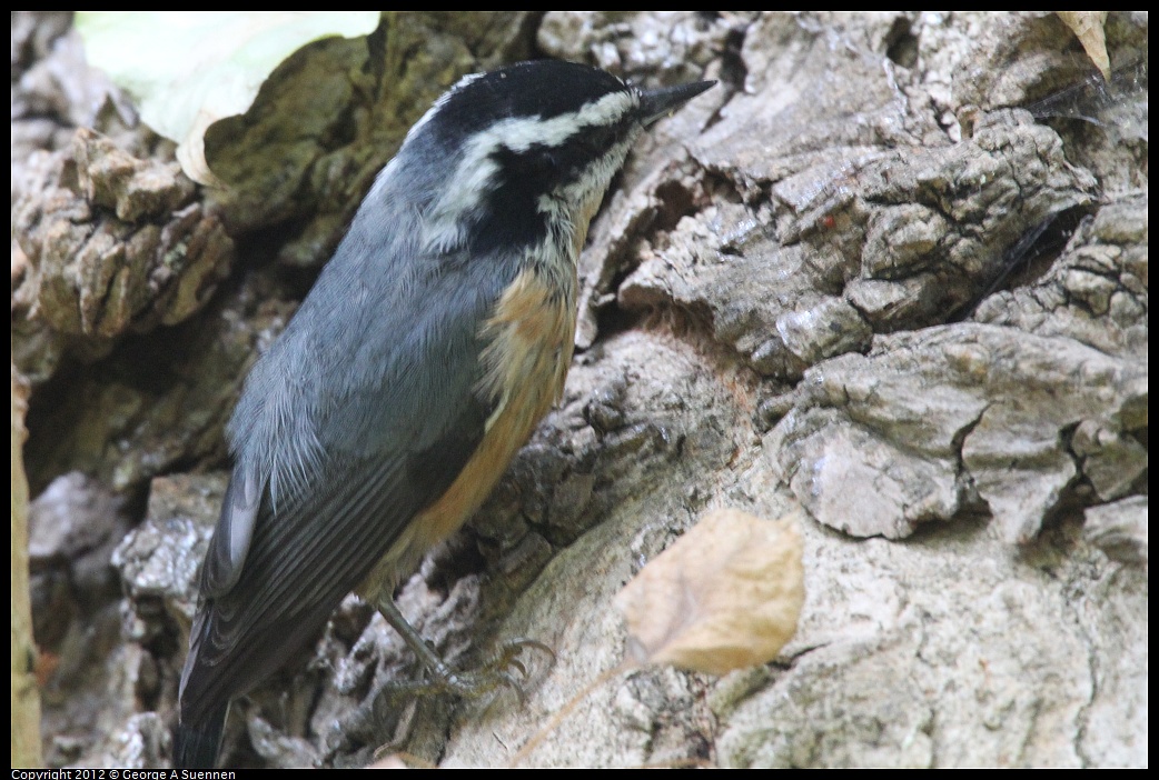 1020-094146-05.jpg - Red-breasted Nuthatch