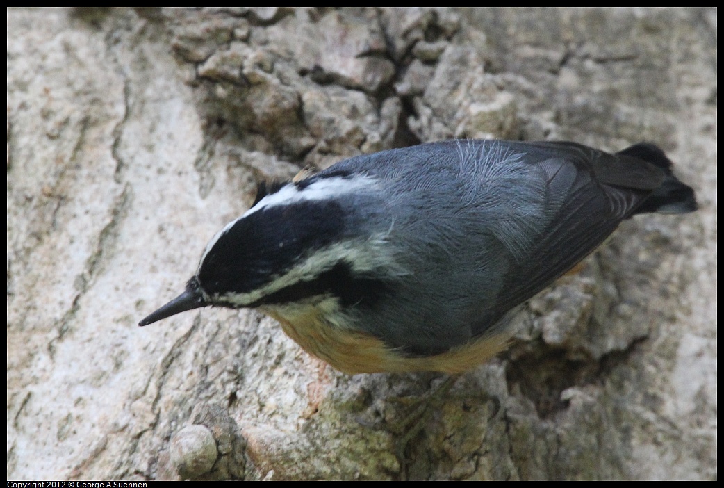 1020-094149-05.jpg - Red-breasted Nuthatch