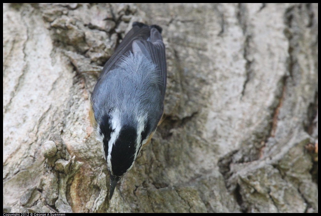 1020-094150-02.jpg - Red-breasted Nuthatch