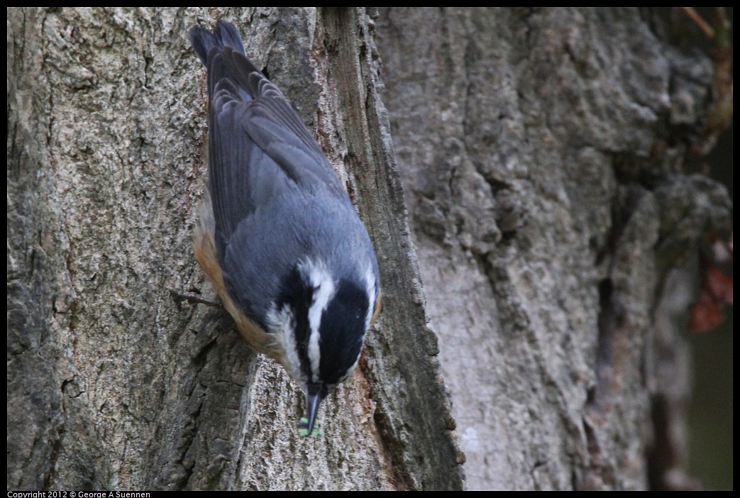 1020-094204-04.jpg - Red-breasted Nuthatch