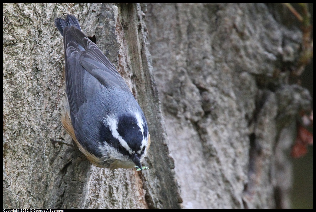 1020-094205-01.jpg - Red-breasted Nuthatch