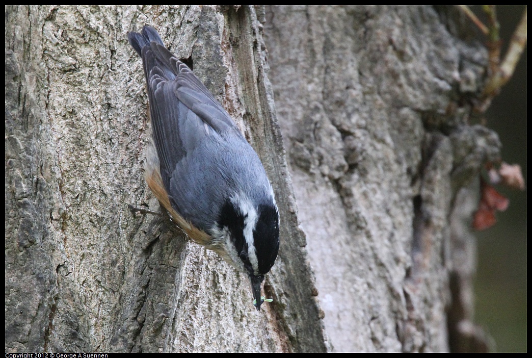 1020-094206-01.jpg - Red-breasted Nuthatch