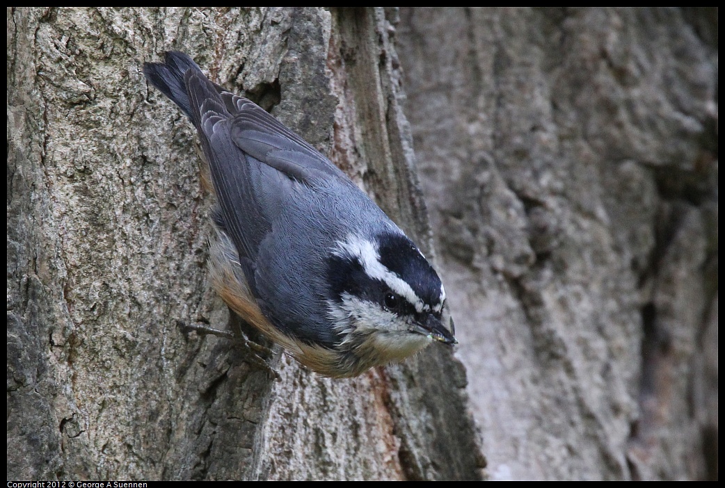 1020-094206-03.jpg - Red-breasted Nuthatch