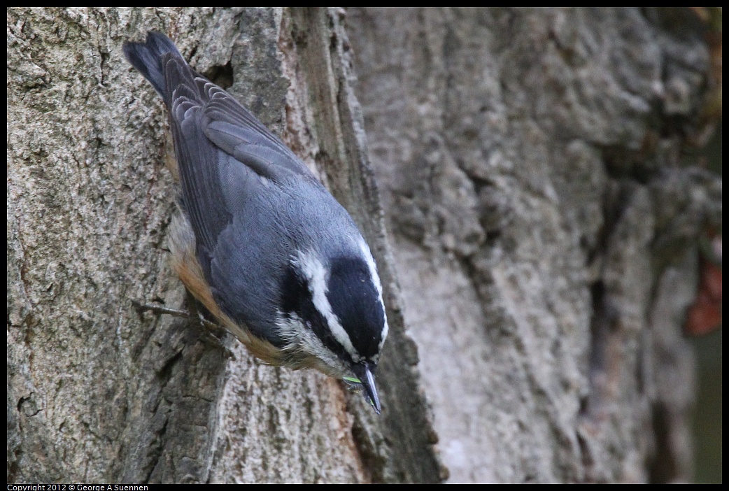 1020-094206-06.jpg - Red-breasted Nuthatch