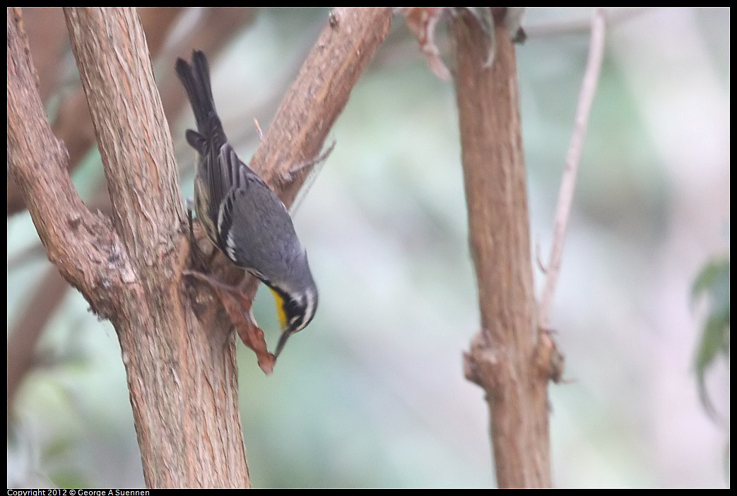 1020-094449-05.jpg - Yellow-throated Warbler