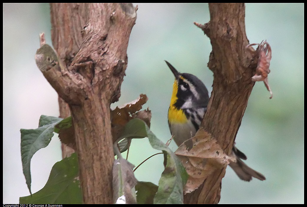 1020-094459-02.jpg - Yellow-throated Warbler