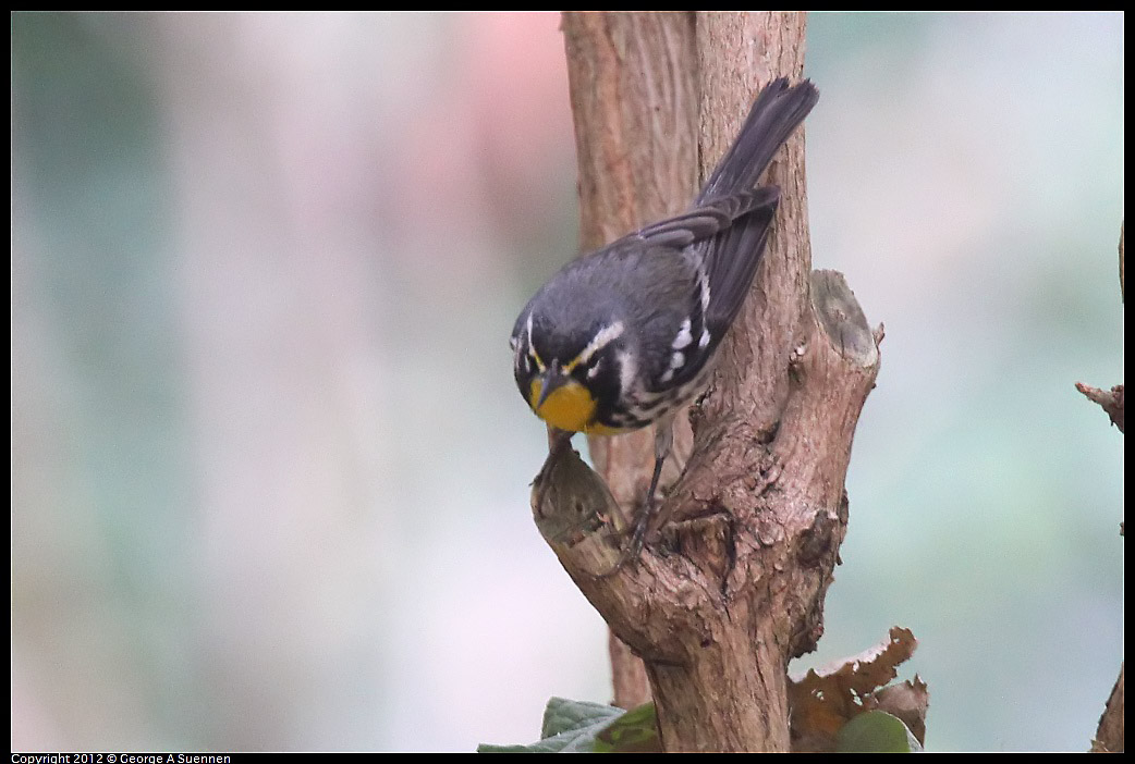 1020-094503-06.jpg - Yellow-throated Warbler