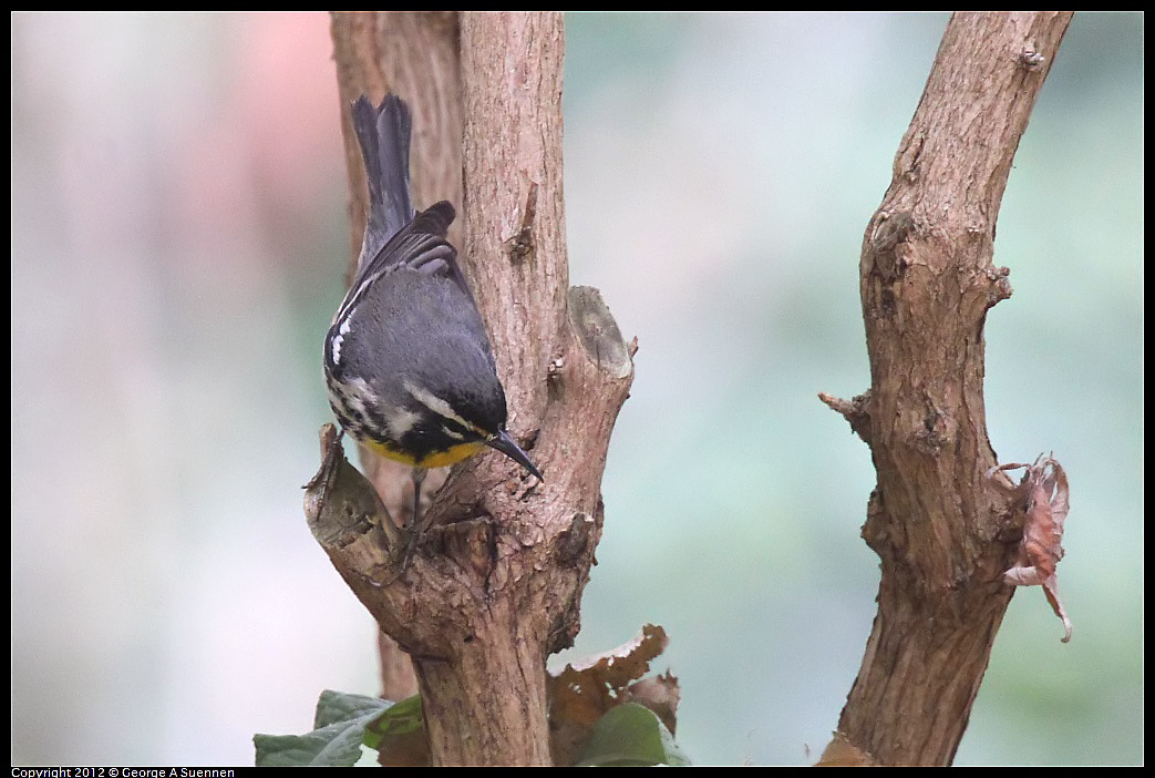 1020-094504-02.jpg - Yellow-throated Warbler