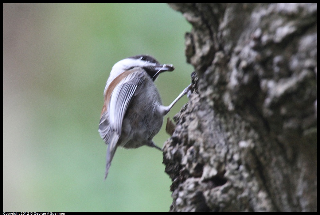 1020-094632-03.jpg - Chestnut-backed Chickadee