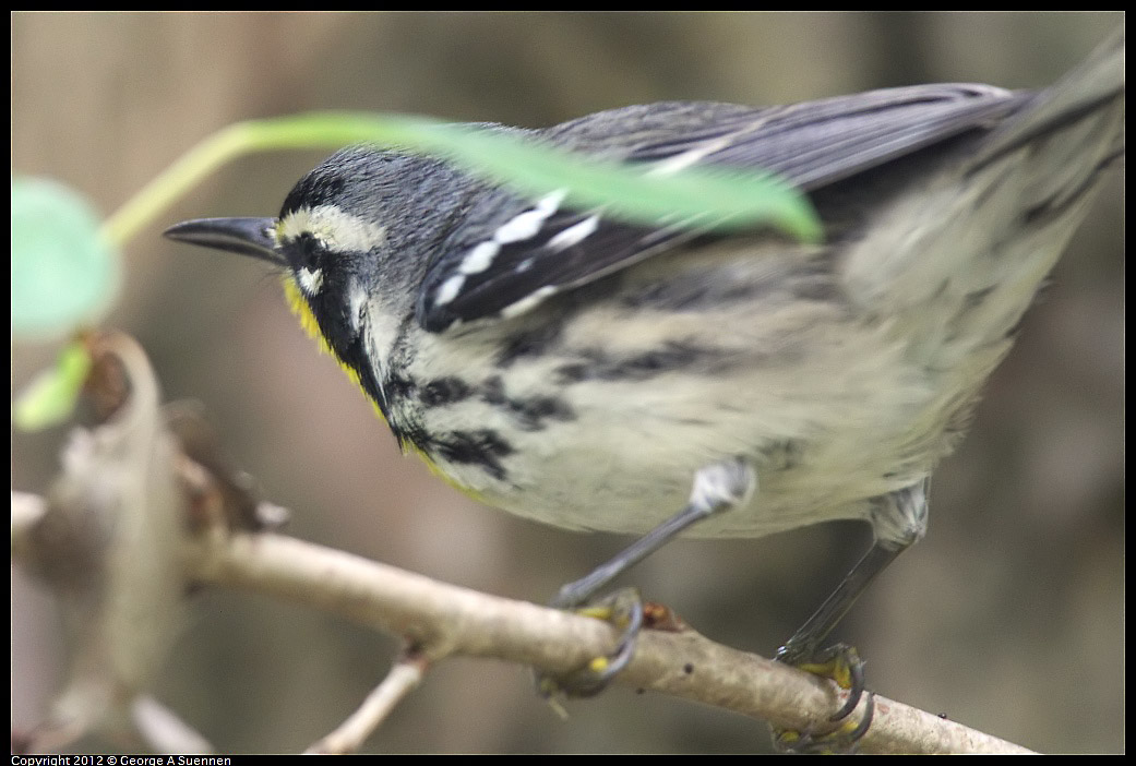 1020-094718-04.jpg - Yellow-throated Warbler