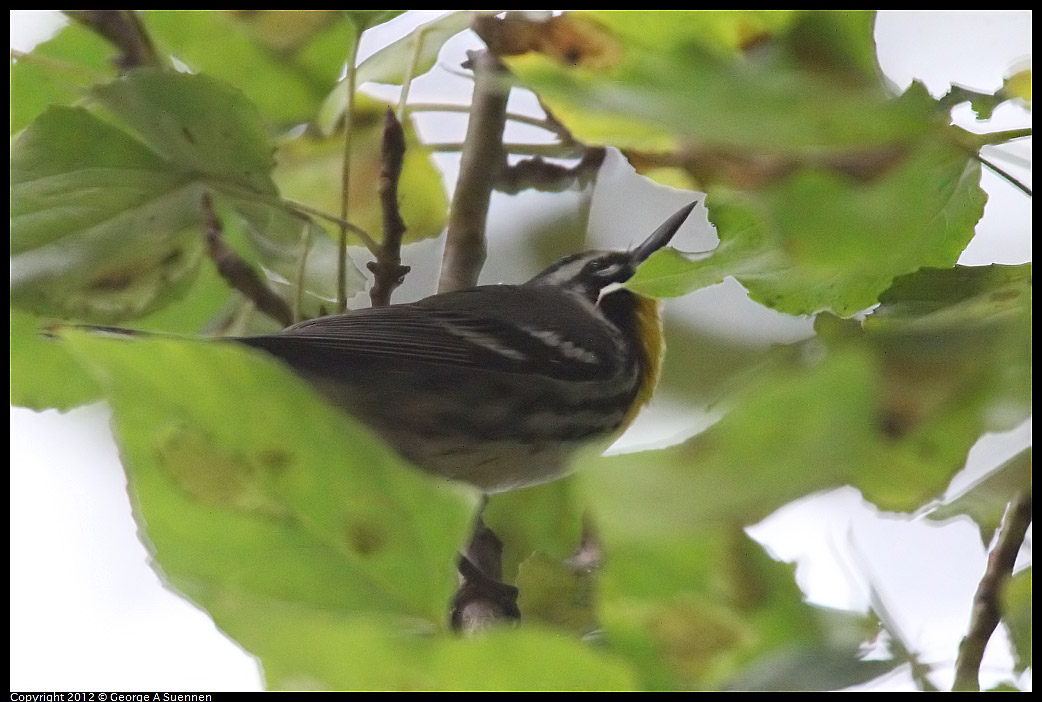 1020-094906-03.jpg - Yellow-throated Warbler