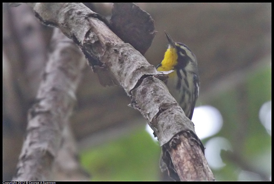 1020-094922-01.jpg - Yellow-throated Warbler