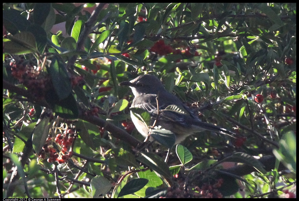 1021-161642-01.jpg - Northern Mockingbird