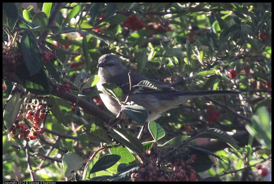 1021-161644-01.jpg - Northern Mockingbird