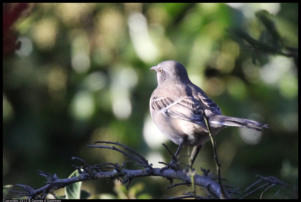 1021-161735-02.jpg - Northern Mockingbird