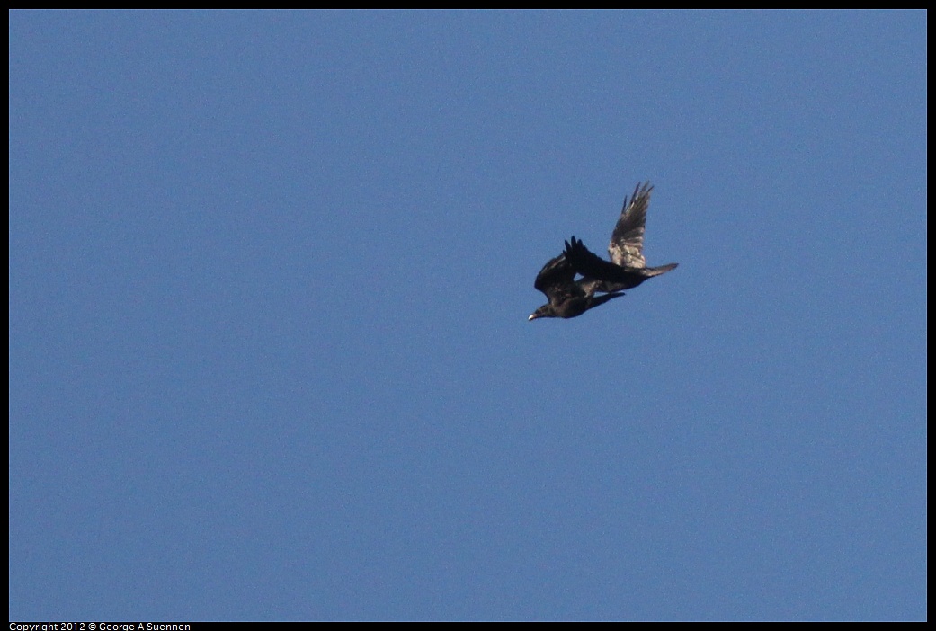 1021-161845-01.jpg - American Crow