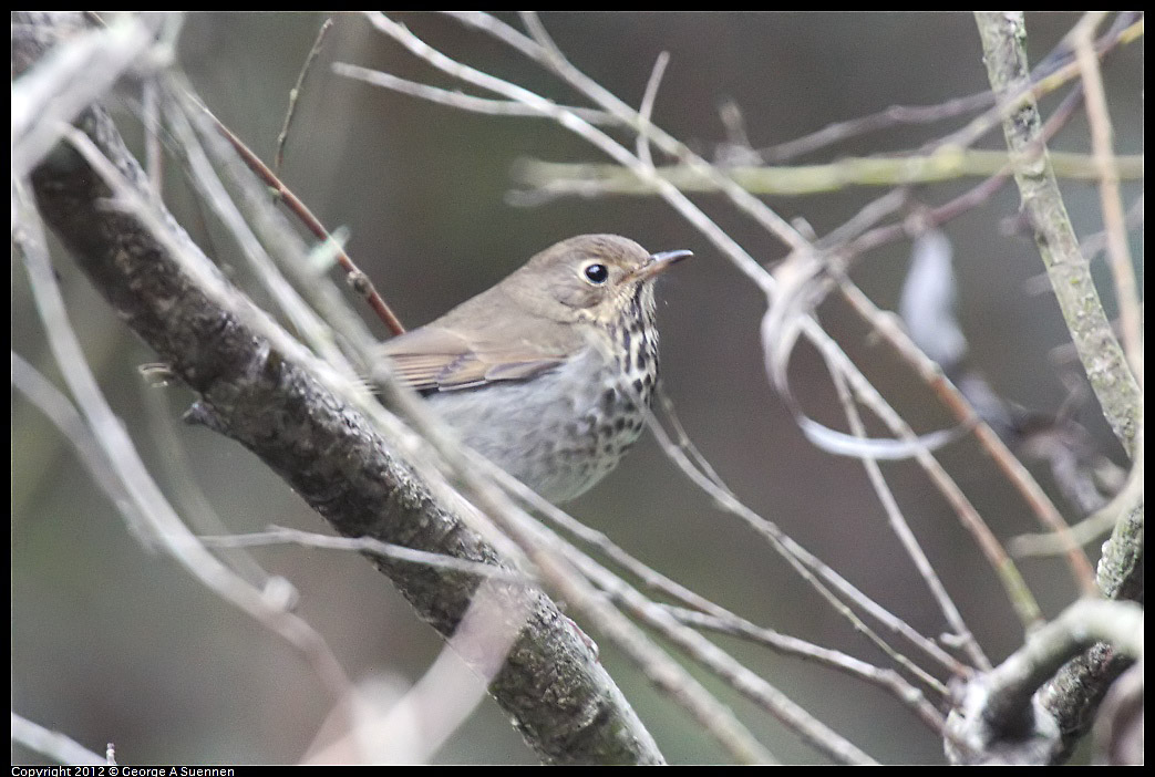 1021-162634-01.jpg - Hermit Thrush