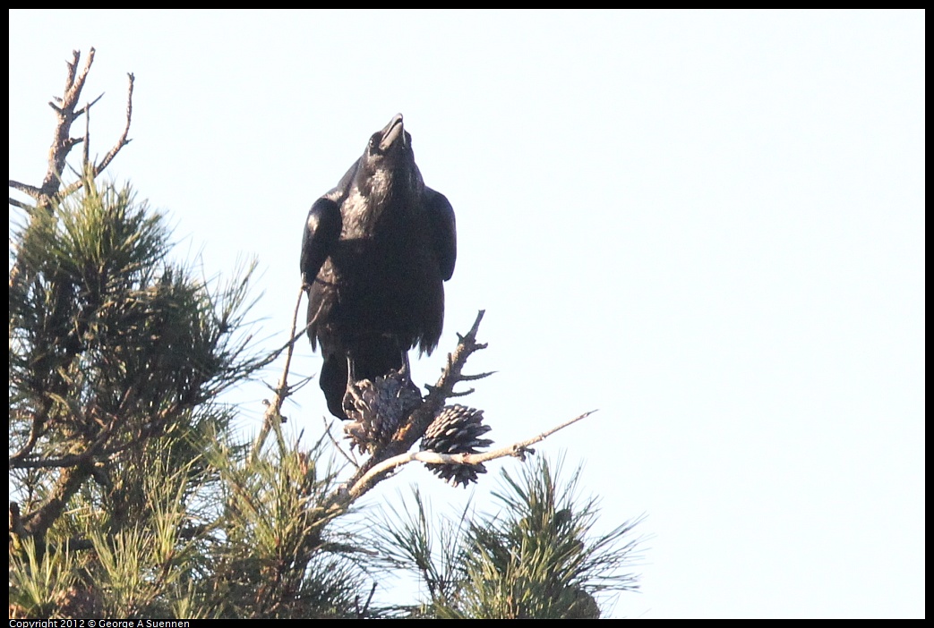 1021-163828-01.jpg - Common Raven