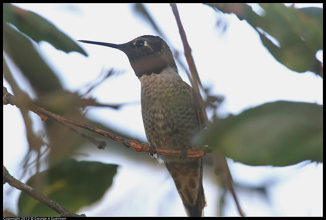 1021-164030-01.jpg - Anna's Hummingbird