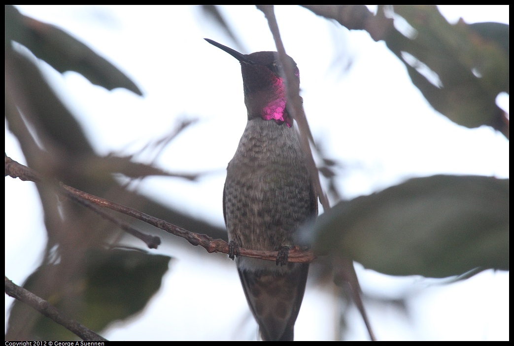 1021-164030-03.jpg - Anna's Hummingbird