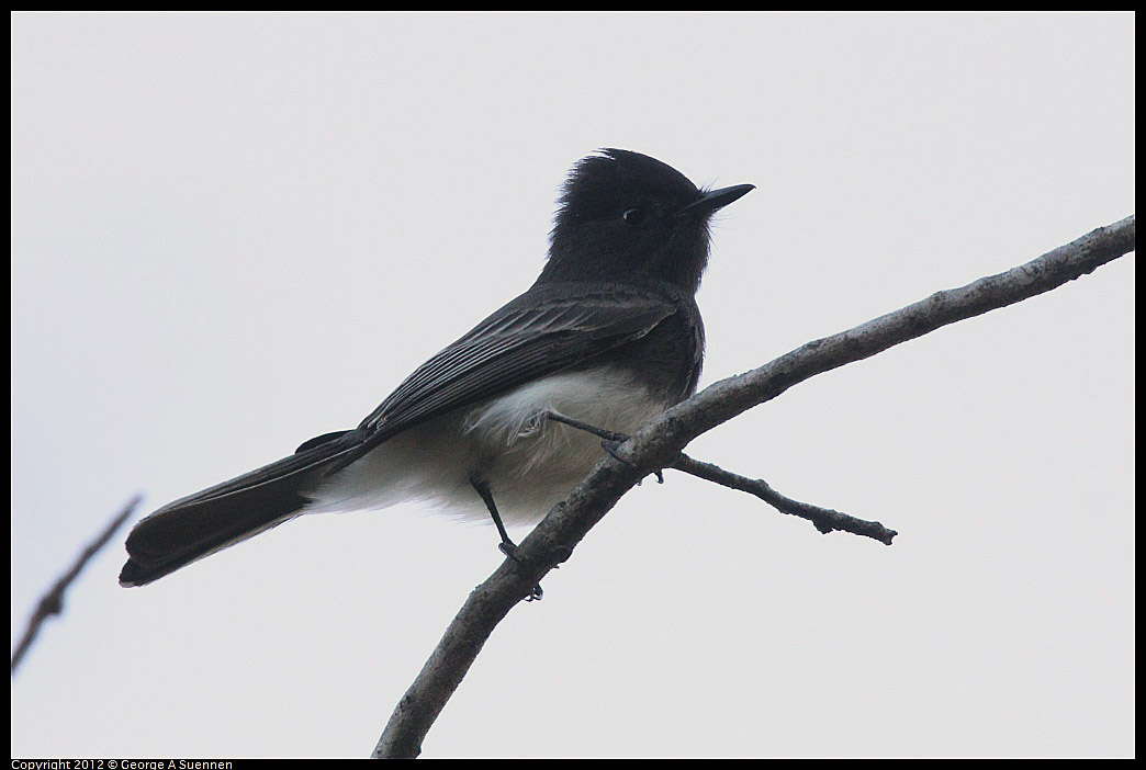 1021-164508-02.jpg - Black Phoebe