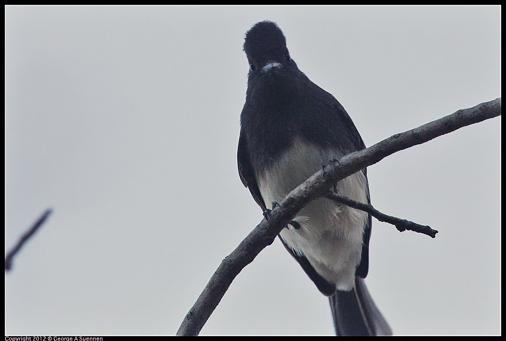 1021-164509-03.jpg - Black Phoebe