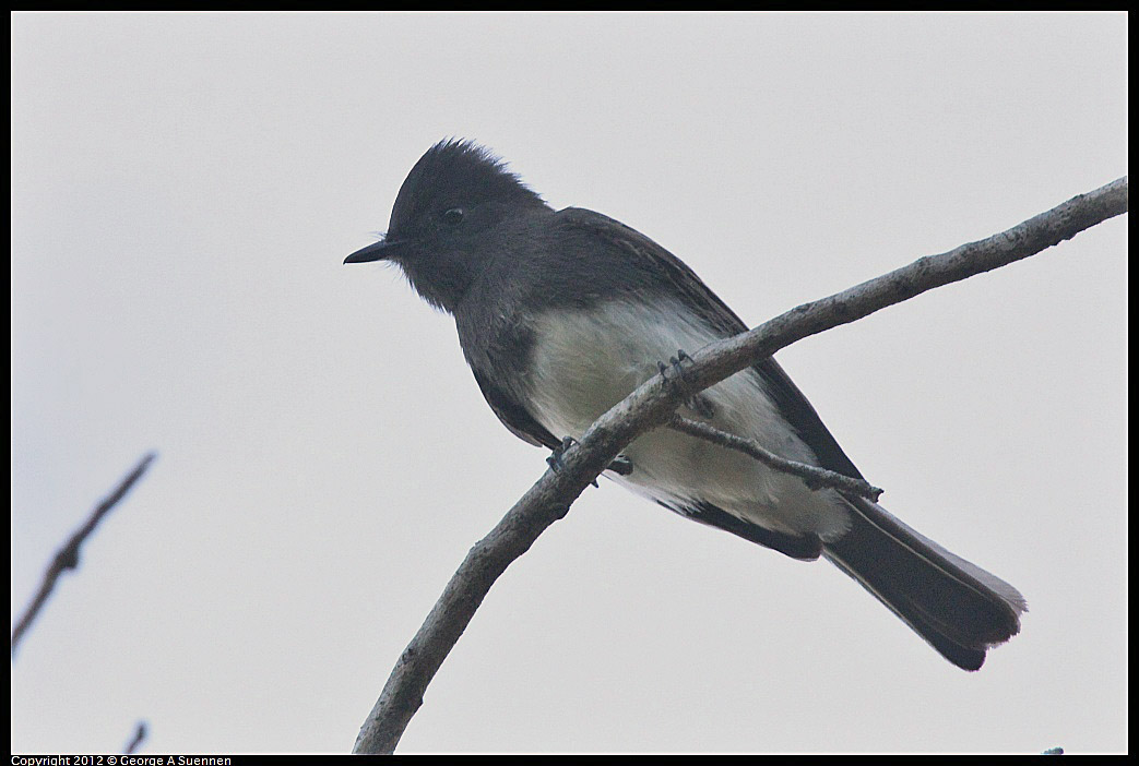 1021-164510-01.jpg - Black Phoebe