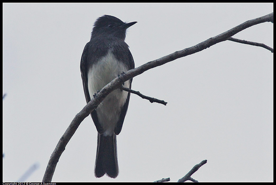 1021-164511-02.jpg - Black Phoebe