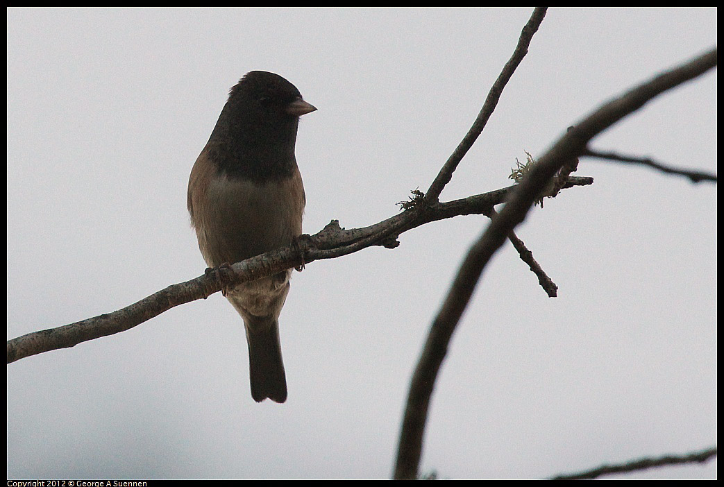 1021-164656-04.jpg - Dark-eyed Junco