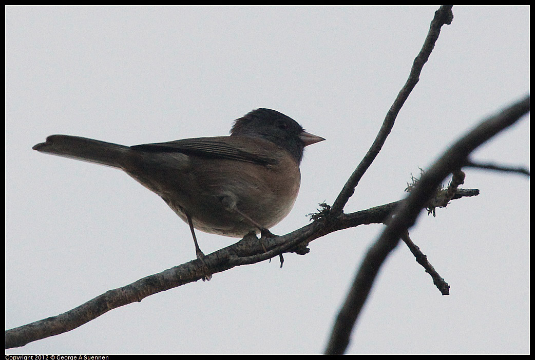 1021-164718-01.jpg - Dark-eyed Junco