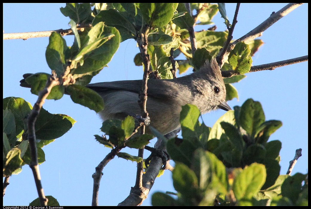 1021-164744-01.jpg - Oak Titmouse