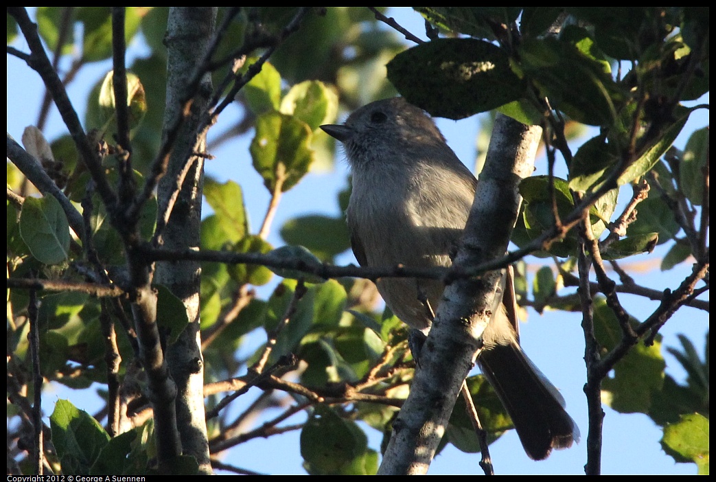 1021-164817-01.jpg - Oak Titmouse