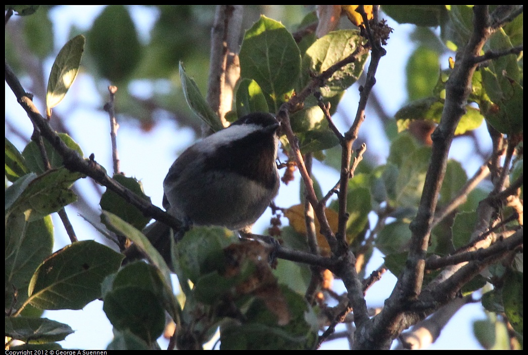 1021-164907-01.jpg - Chestnut-backed Chickadee