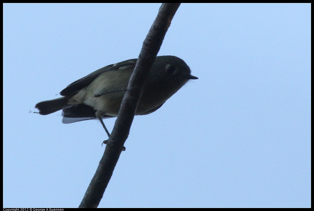 1021-164951-02.jpg - Ruby-crowned Kinglet