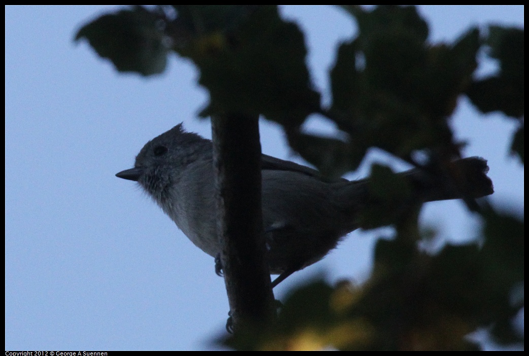 1021-165027-01.jpg - Oak Titmouse