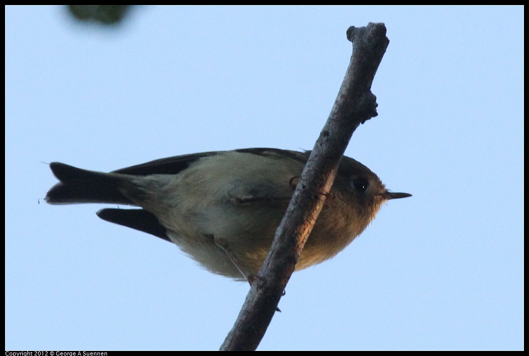 1021-165044-05.jpg - Ruby-crowned Kinglet