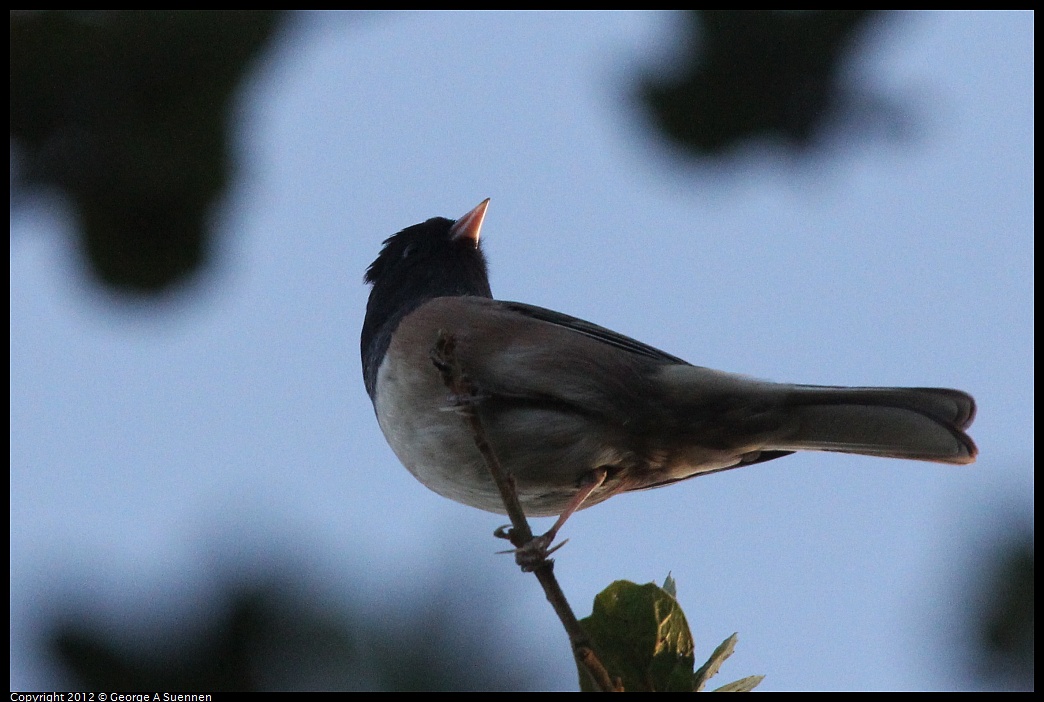 1021-165058-03.jpg - Dark-eyed Junco