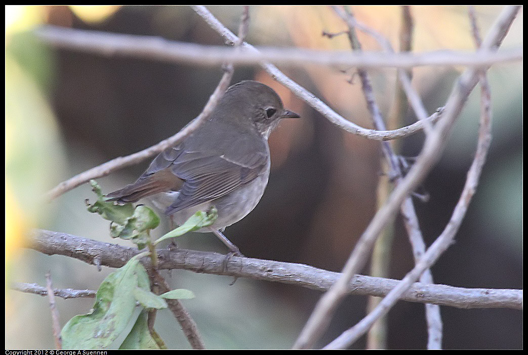 1021-165913-03.jpg - Hermit Thrush