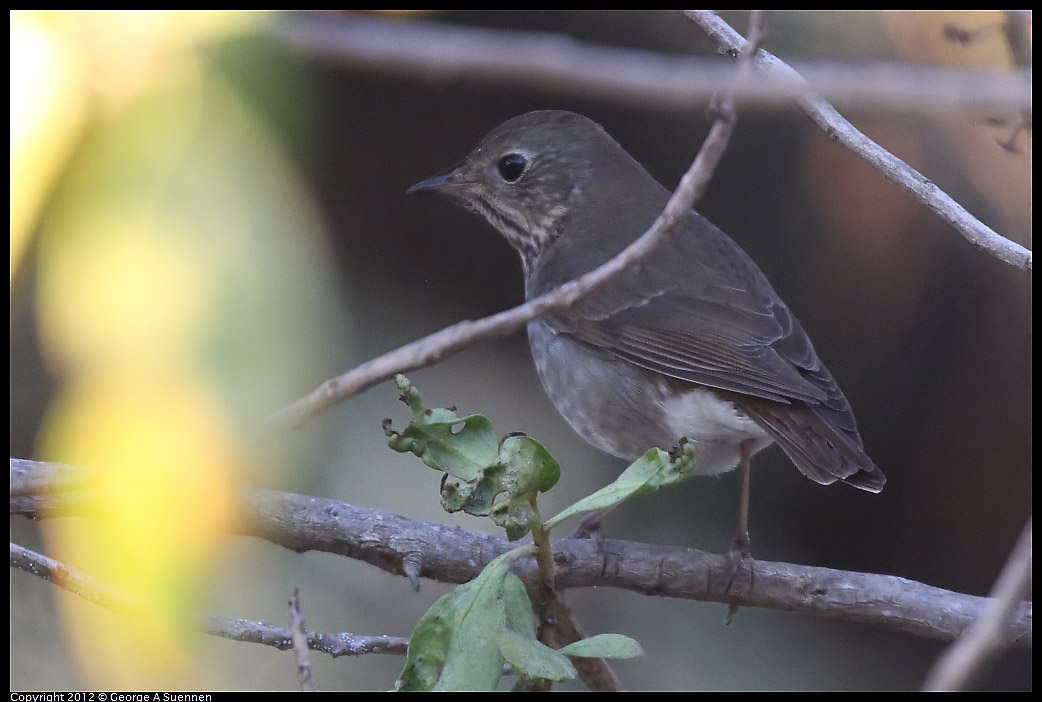 1021-165917-02.jpg - Hermit Thrush