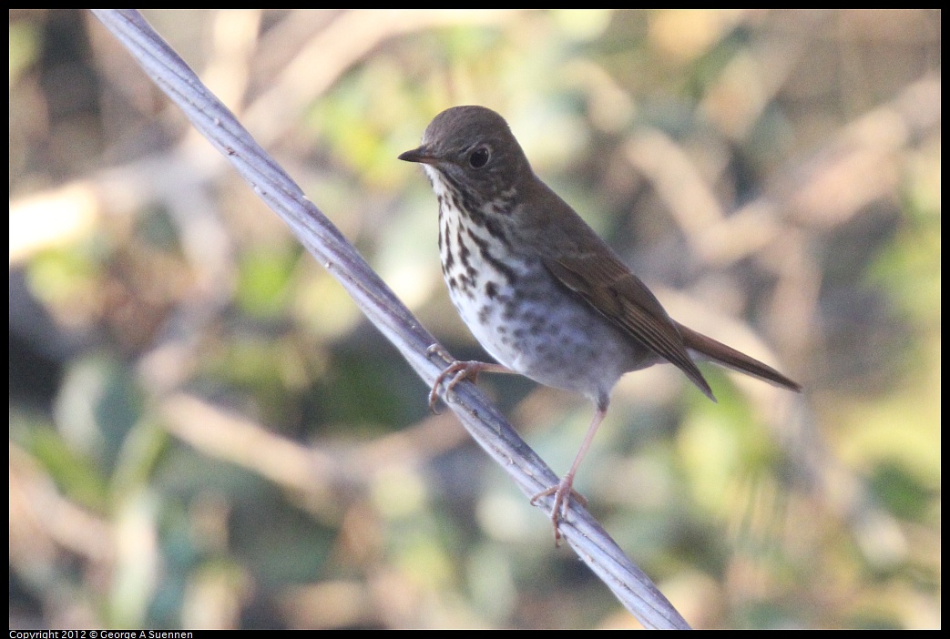 1021-170022-03.jpg - Hermit Thrush