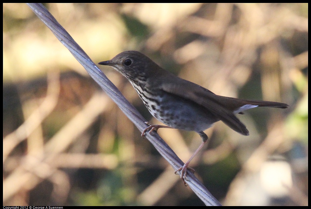 1021-170029-03.jpg - Hermit Thrush